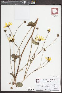 Helianthus atrorubens image