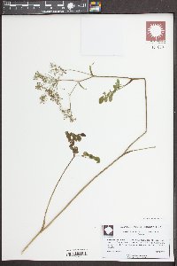 Angelica venenosa image