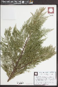 Platycladus orientalis image