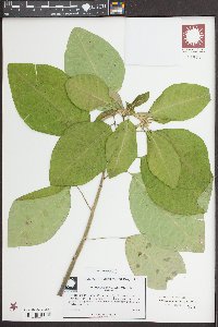 Euphorbia heterophylla image