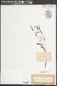 Euphorbia exserta image