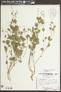 Euphorbia exserta image