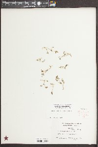 Euphorbia ipecacuanhae image
