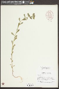 Euphorbia spathulata image