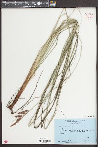 Carex glaucescens image