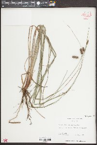 Carex glaucescens image