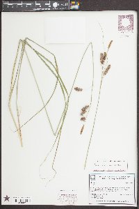 Carex glaucescens image