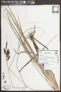 Carex glaucescens image