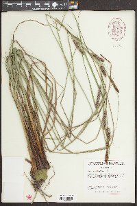 Carex glaucescens image