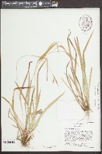 Carex glaucodea image