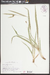 Carex glaucodea image