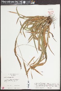 Carex glaucodea image