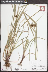 Carex grayi image