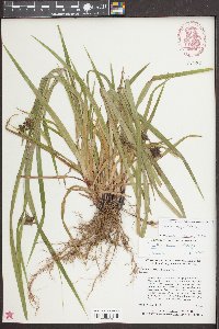 Carex grayi image