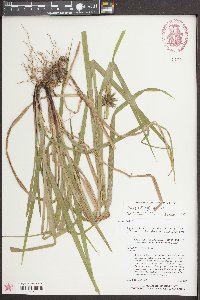 Carex grayi image