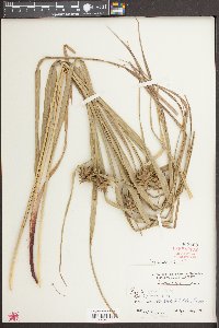 Carex grayi image