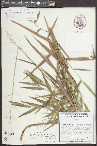 Carex grayi image