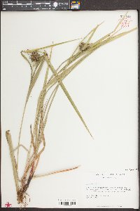 Carex grayi image