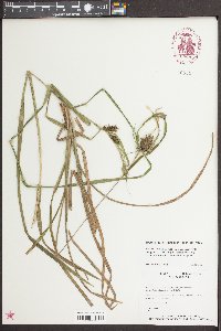 Carex grayi image