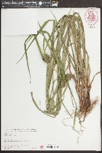 Carex grayi image