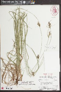 Carex caroliniana image