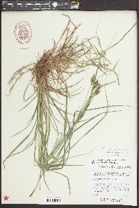 Carex caroliniana image