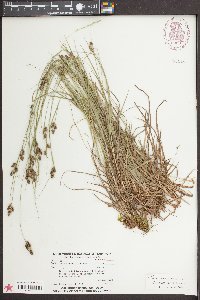 Carex complanata image