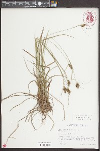 Carex complanata image