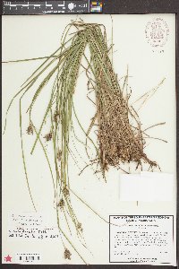 Carex caroliniana image