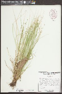 Carex howei image