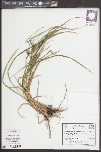 Carex intumescens var. intumescens image