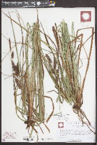 Carex joorii image