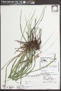 Carex joorii image