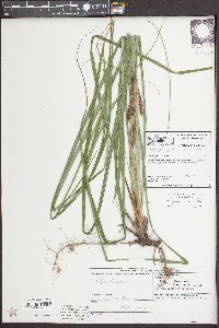 Carex joorii image
