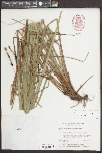 Carex scabrata image