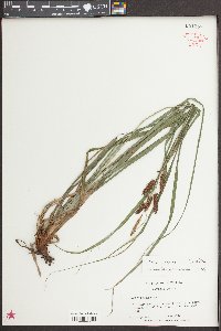 Carex joorii image