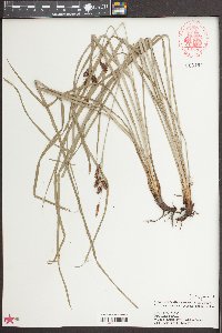 Carex joorii image