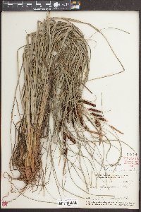 Carex joorii image