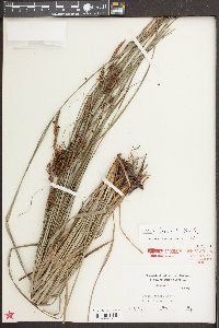 Carex joorii image