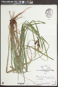 Carex jonesii image