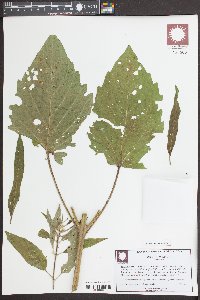 Sesamum indicum image