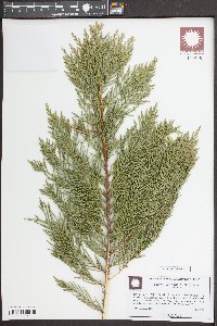 Platycladus orientalis image