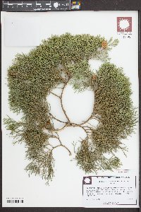 Cupressus sempervirens image