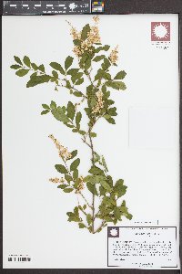 Ligustrum quihoui image