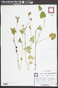 Fagopyrum esculentum image