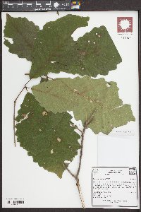 Quercus montana image