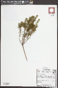 Ceratiola ericoides image