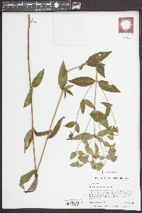 Pycnanthemum setosum image
