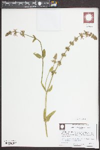 Stachys stebbinsii image