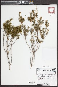 Ceratiola ericoides image